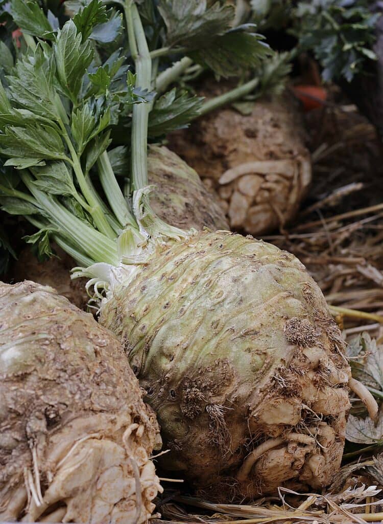 celeriac root