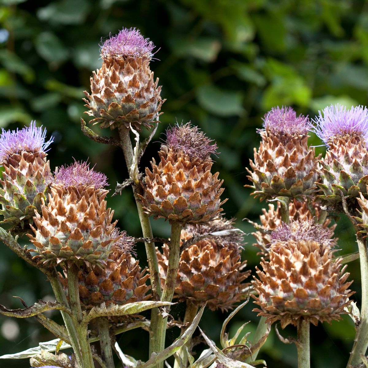A bunch of artichokes with purple flowers.