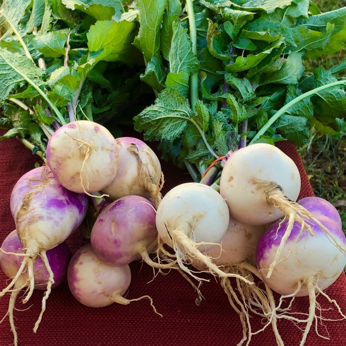 A bunch of purple and white turnips on a red cloth.