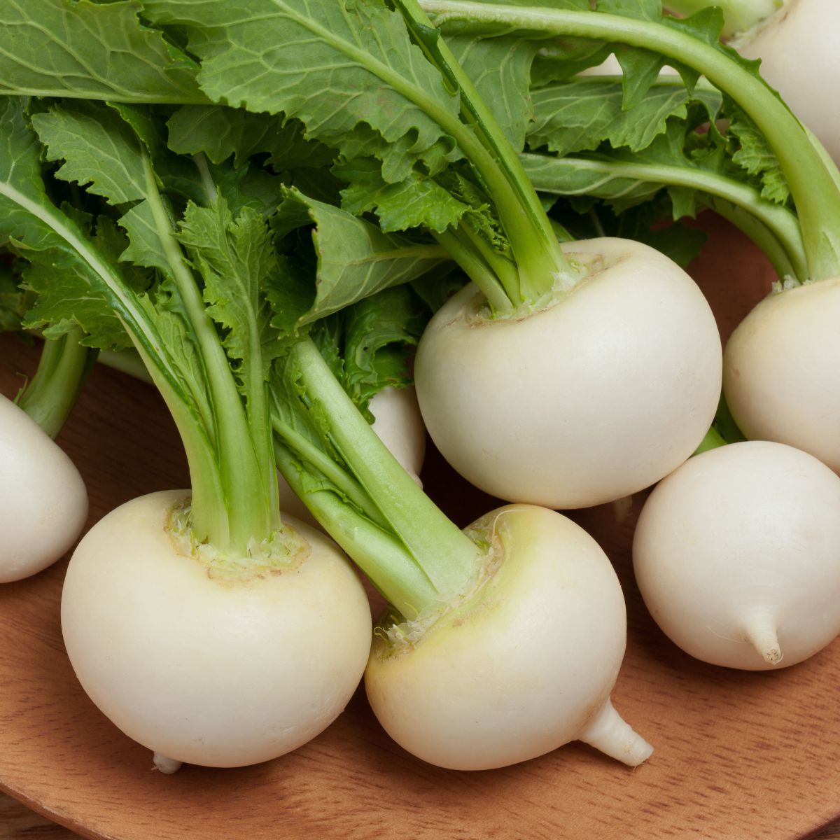 A plate of radishes on a wooden table with turnips.