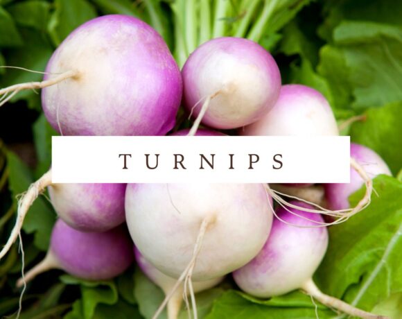 A bunch of radishes with the words turnips.